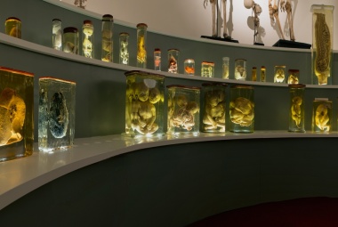 Anatomiekamer